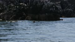 Common Murres and Black-legged Kittiwake Gulls roosting and flying near Sea Otters floating in Kachemak Bay, Alaska; shot with stabilized gimbal