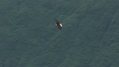 Aerial of a Bald Eagle flying near glaciers over the Copper River