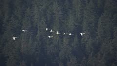 Swans migrating along the Southeast Alaskan coast near Glacier Bay National Park