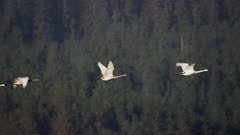Swans migrating along the Southeast Alaskan coast near Glacier Bay National Park