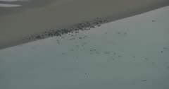 Aerial shot of Sea Otters on the shore of the Copper River near Cordova, Alaska