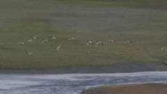 Ducks flying over the Fox River Flats marshland, Alaska