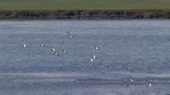 Ducks flying over the Fox River Flats marshland, Alaska