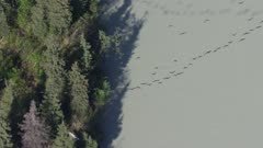 Canada and Greater White-fronted Geese migrating south near the Cook Inlet