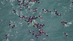 Slow Motion aerial shot of a large group of Sea Otters in Southcentral Alaska