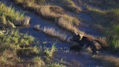 Aerial of a Grizzly Bear fishing in a river along the Katmai coast, Alaska