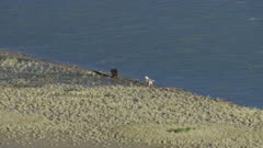 Aerial of a Wolf chasing a Grizzly Bear along the edge of a river in Alaska