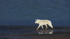 Gray Wolf traveling along a river tidal flat in Katmai National Park, Alaska