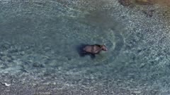 Grizzly Bear fishing in a shallow river in Katmai National Park, Alaska