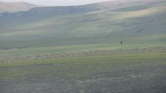Aerial of Golden Eagle flying near a herd of Porcupine Caribou in the Arctic National Wildlife Refuge