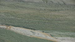 Aerial shot of a Porcupine Caribou herd in the Arctic National Wildlife Refuge's 1002 area