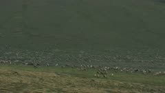 Aerial shot of a Porcupine Caribou herd in the Arctic National Wildlife Refuge's 1002 area
