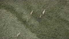 Porcupine Caribou herd traveling in the Arctic National Wildlife Refuge's 1002 area
