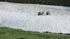 Aerial shot of Grizzly Bears playfighting in the Arctic National Wildlife Refuge