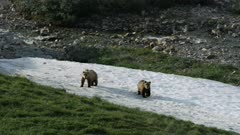 Grizzly Bears playfighting in the Arctic National Wildlife Refuge stop to look at the camera