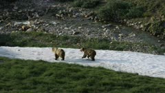 Grizzly Bears playfighting in the Arctic National Wildlife Refuge run away from the camera