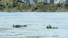 Sea Otters, including mother & pup, in Kachemak Bay, Southcentral Alaska