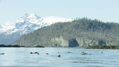 Sea Otters and snow-covered mountains in Kachemak Bay, Southcentral Alaska
