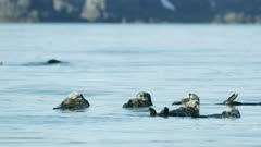 Sea Otters in Kachemak Bay, Southcentral Alaska