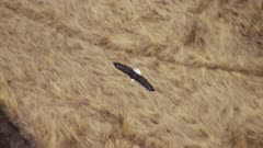 Aerial shot looking down on a Bald Eagle flying over brown Alaskan vegitation
