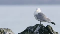 Seagull perched on a rock  at Kachemak Bay, Alaska
