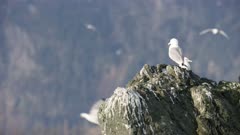 Seagulls perched on a rock  at Kachemak Bay, Alaska