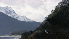 Cormorants and Seagulls perched on a rock  at Kachemak Bay, Alaska