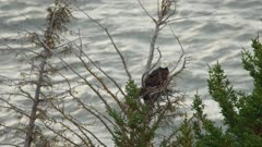 Aerial shot of a Bald Eagle perched on a nest in early springtime in Alaska