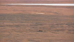Small group of Muskox on Alaska's North Slope