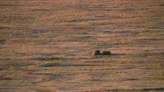 Small group of Muskox on Alaska's North Slope