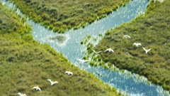 Migrating Snow Geese flying over Alaska's North Slope