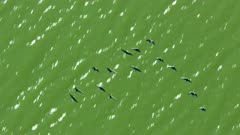 Waterfowl birds, possibly Snow Geese, migrating over sparkling water on the North Slope