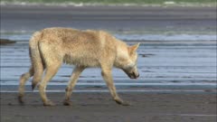 Wolf on the shore of Cook Inlet along Katmai National Park feeding on sandlance