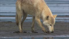 Wolf on the shore of Cook Inlet along Katmai National Park feeding on sandlance