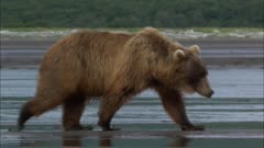 Brown bear on the shore of Cook Inlet digging and feeding on razor clams or sandlance 
