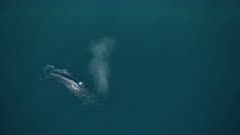 Aerial view of Humpback whales Megaptera novaeangliae swimming Northern Pacific ocean waters Alaska USA