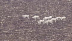 Aerial view of wild caribou herd roaming free looking for food and feeding Wilderness tundra Alaska USA 