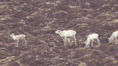 Aerial view of wild caribou herd roaming free looking for food and feeding Wilderness tundra Alaska USA 