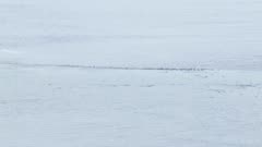 Aerial view of wild caribou herd in open water Northern Pacific Alaska USA 