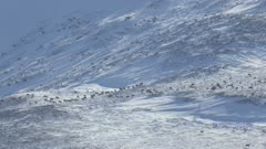 Aerial view of caribou walking on snow and feeding on tundra in Alaska in late winter western Alaska