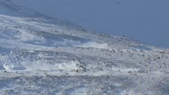 Aerial view of caribou walking on snow and feeding on tundra in Alaska in late winter western Alaska