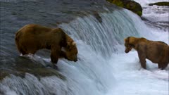 Brown Bears Grizzly catching salmon at Brooks Falls in Katmai National Park