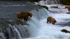 Brown Bears Grizzly catching salmon at Brooks Falls in Katmai National Park