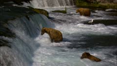 Large brown bear waiting on waterfall river fishing in remote wilderness National Park and Reserve Alaska USA