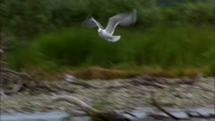 Katmai national Park and Reserve wild seagull birds on remote river bank wilderness region Alaska USA