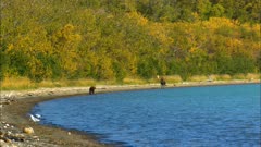 Brown bear watching moose shoreline lake in remote mountain forest wilderness Katmai National Park and Reserve Alaska America