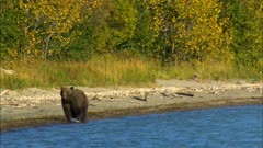 Wild brown bear watching moose shoreline lake in remote mountain forest wilderness Katmai National Park and Reserve Alaska America
