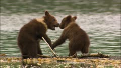 Mother brown bear and four cubs playing by the shore in remote mountain wilderness Katmai National Park and Reserve Alaska America