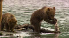 Grizzly brown bear cubs playing by the shore in remote wilderness Katmai National Park and Reserve Alaska USA
