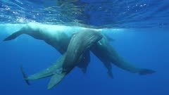 Sperm Whales (Physeter Macrocephalus), Social Group, Pod, Rubbing Together